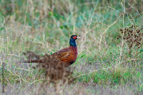 Common Pheasant (Phasianus colchicus) male individual.