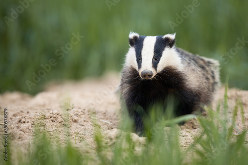 Badger, Meles meles, single mammal at dusk © szczepank
