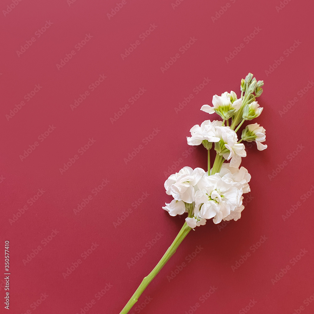 White Matthiola flower on a burgundy background. Top view, space for a text. Handmade natural spa products concept. Place your product here. Flat lay.
