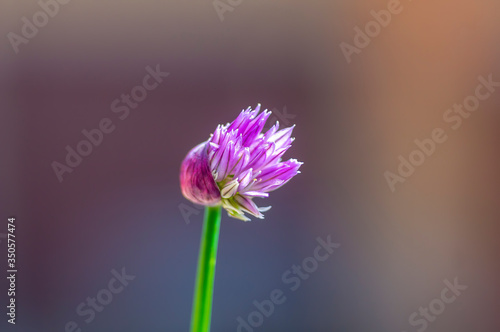 Blossom of the chives in the seasonal garden