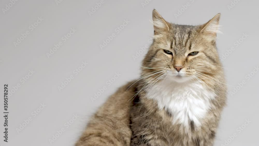 cute cat lying on gray studio background, fluffy Siberian cat looking up, concept of pets, domestic animals cute cat lying on gray studio background, fluffy Siberian cat looking up, concept of pets, domestic animals