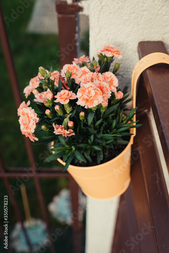 Fototapeta Naklejka Na Ścianę i Meble -  bouquet of flowers in a pot