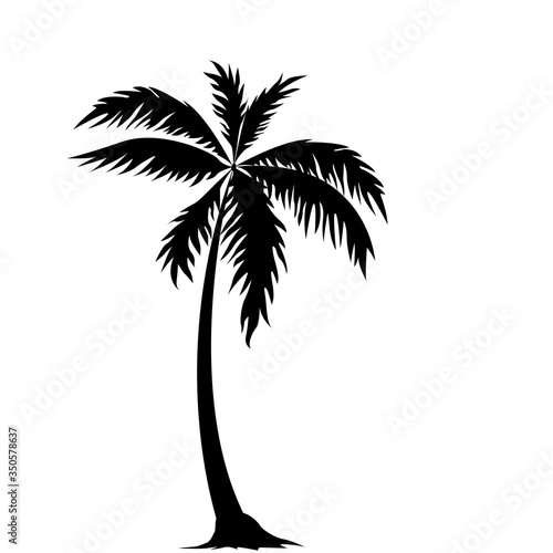 silhouette coconut tree