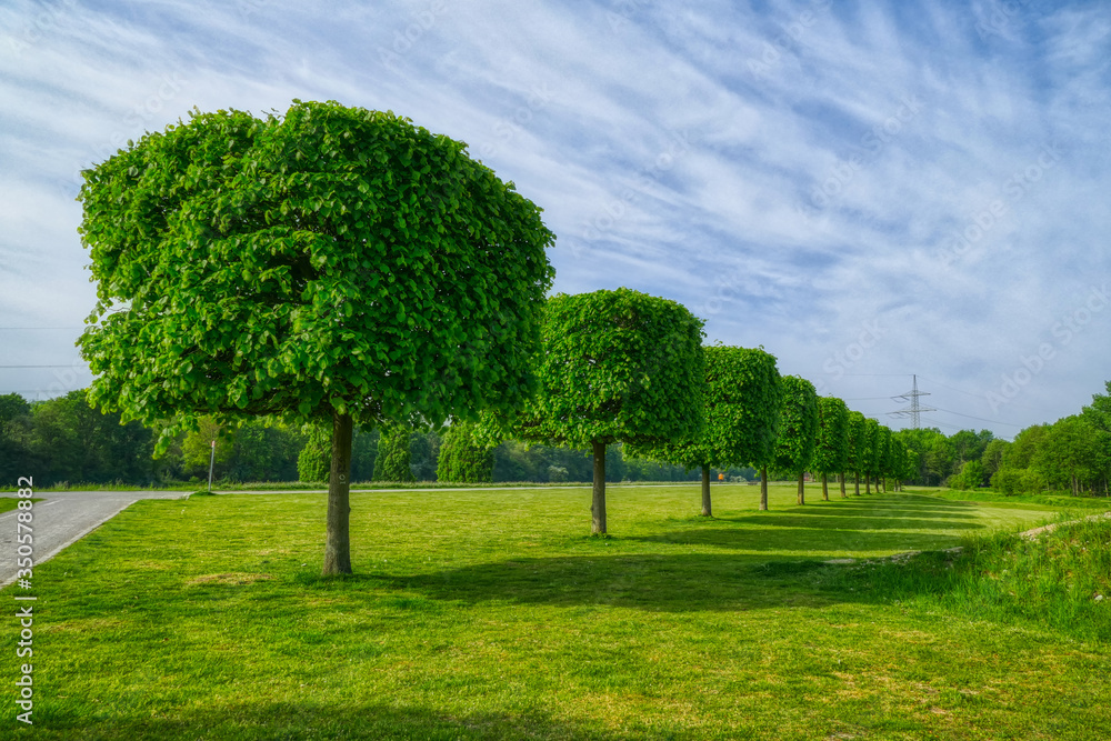 Fototapeta premium Getrimmte Bäume in einem öffentlichen Park in Gelsenkirchen
