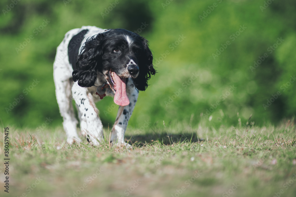 An old elderly English Springer Spaniel dog at 14 years age, Happy and enjoying life. An old elderly English Springer Spaniel dog at 14 years age, Happy and enjoying life.