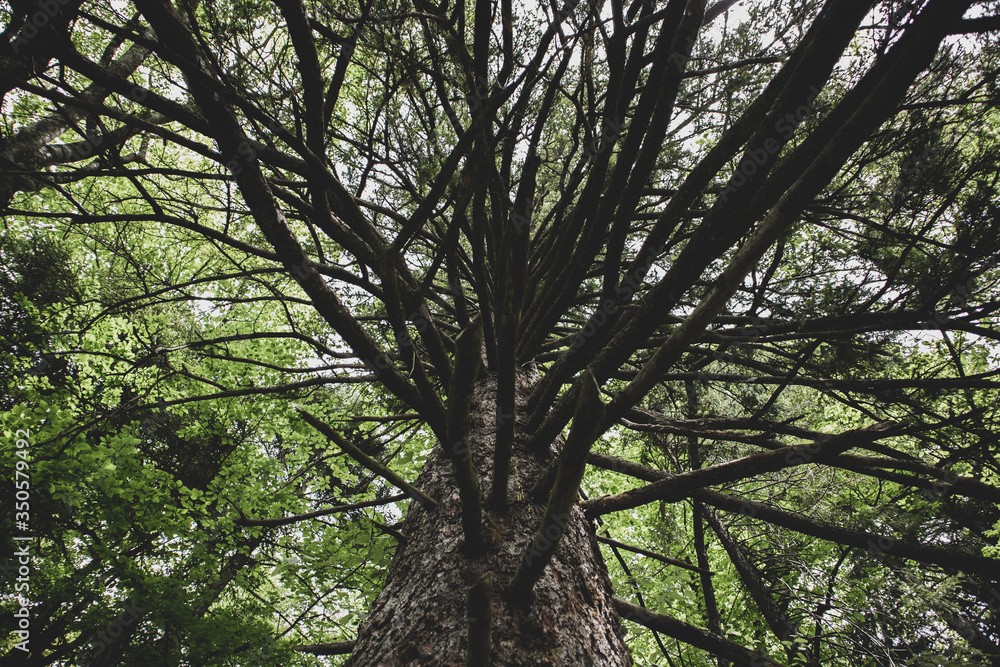 Fototapeta premium Dramatic pine tree branches formation