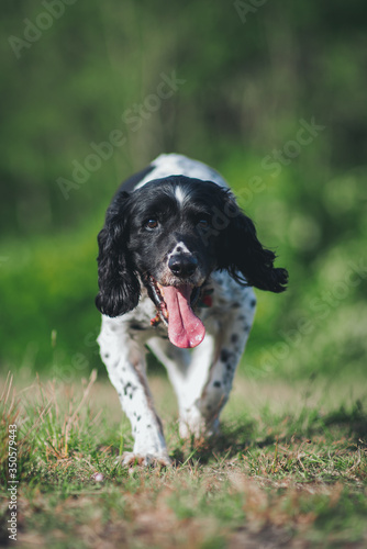 An old elderly English Springer Spaniel dog at 14 years age, Happy and enjoying life.