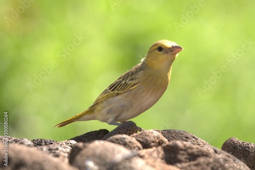 Yellow Weaver bird photo © Monika