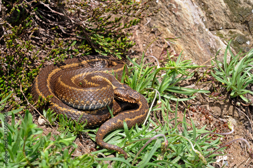 Nordiberische Kreuzotter / Iberienotter (Vipera seoanei) - Iberian cross adder photo