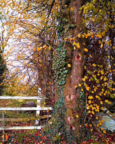 autumn tree in the park