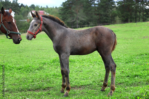 horse and foal