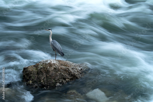 Lonely heron, standing on the top of the rock in the strong, foamy river current, catching fish. Photographed at shores of Sava river in Zagreb, Croatia © Miroslav Posavec