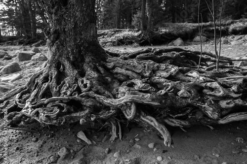 roots of tree
