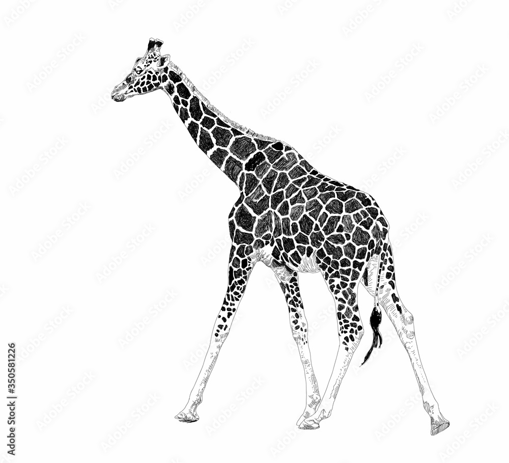 Naklejka premium Cute giraffe on a white background. African safari animal. Doodle set. Black and white. Vector art illustration. Wildlife mammals. Nature objects. Vintage engraving. Hand drawn sketch style.