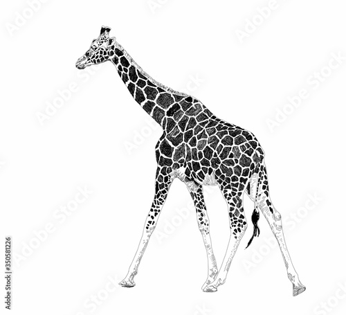 Cute giraffe on a white background. African safari animal. Doodle set. Black and white. Vector art illustration. Wildlife mammals. Nature objects. Vintage engraving. Hand drawn sketch style.