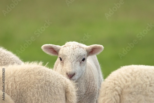 lamb in the field