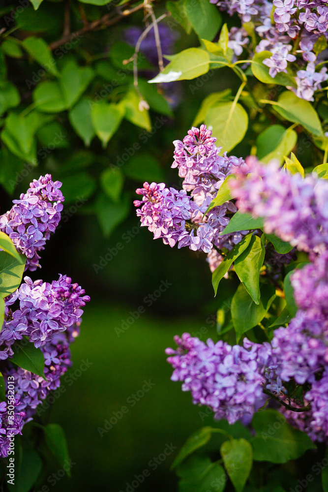 Purple lilac blossoms blooming in springtime Purple lilac blossoms blooming in springtime