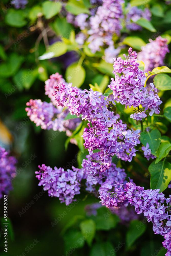 Purple lilac blossoms blooming in springtime