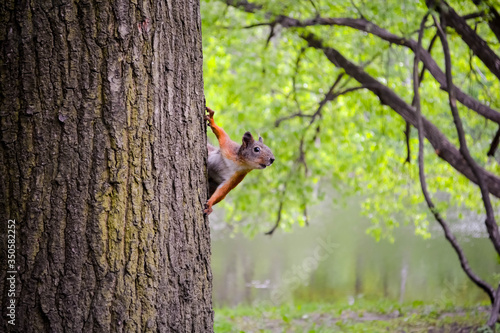 squirrel on a tree © tatiana