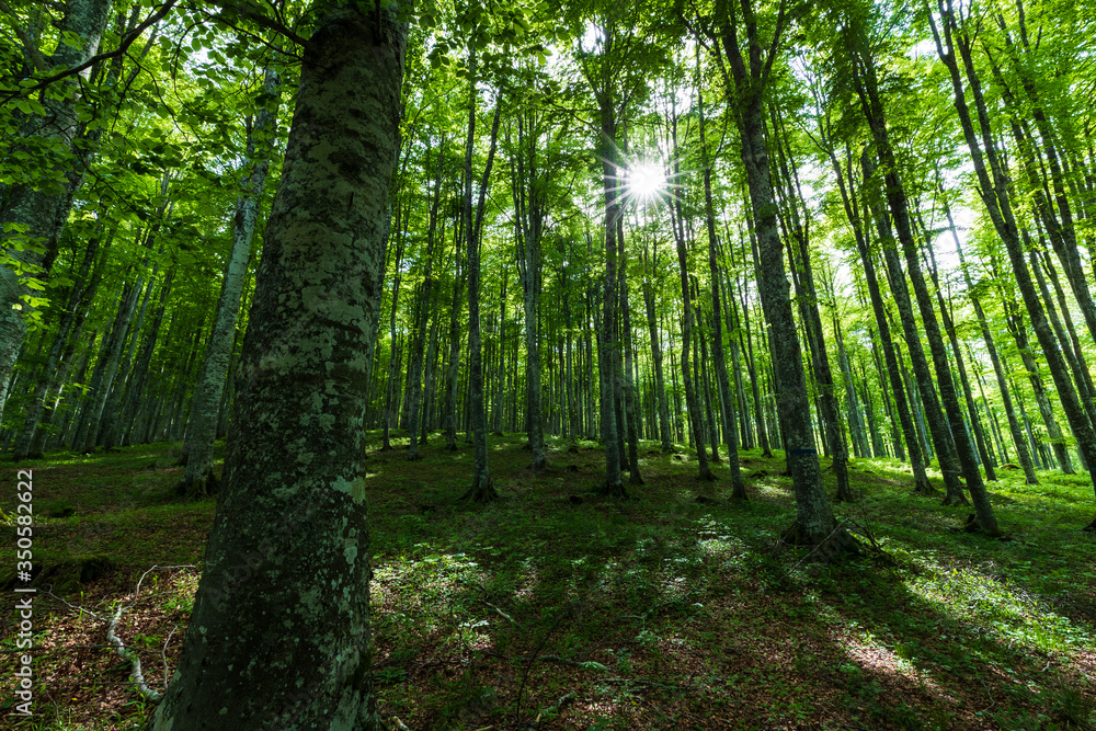 The plateau of Cansiglio in Italy