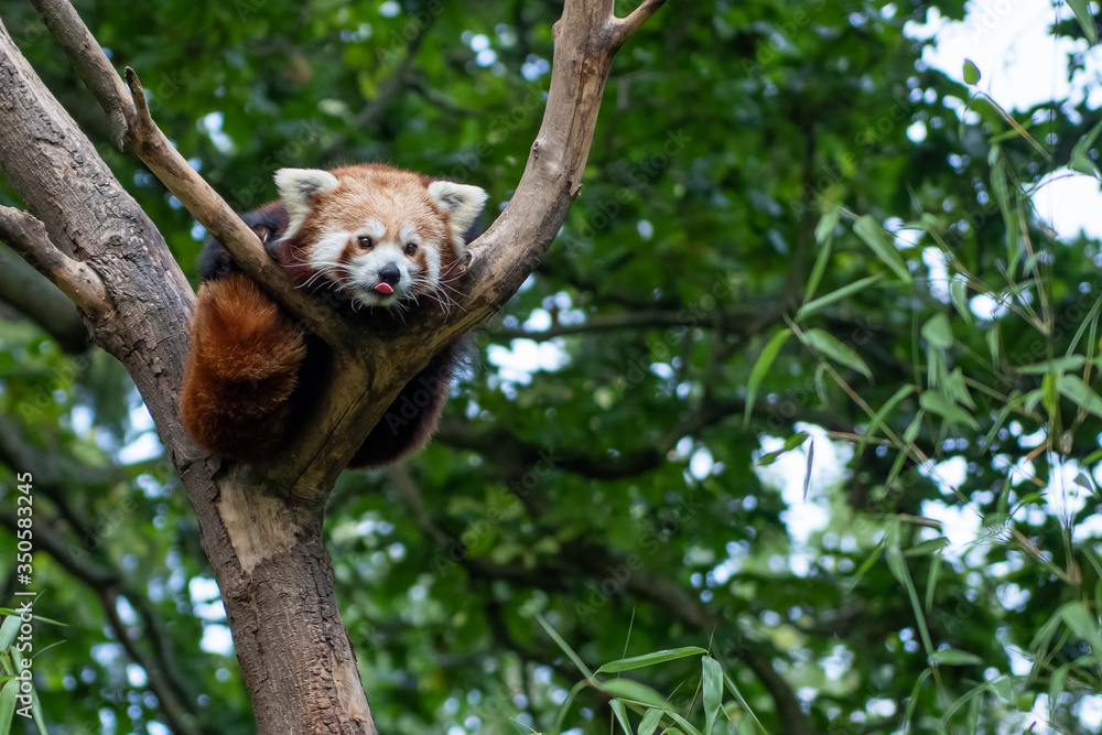 Fototapeta premium red panda in tree