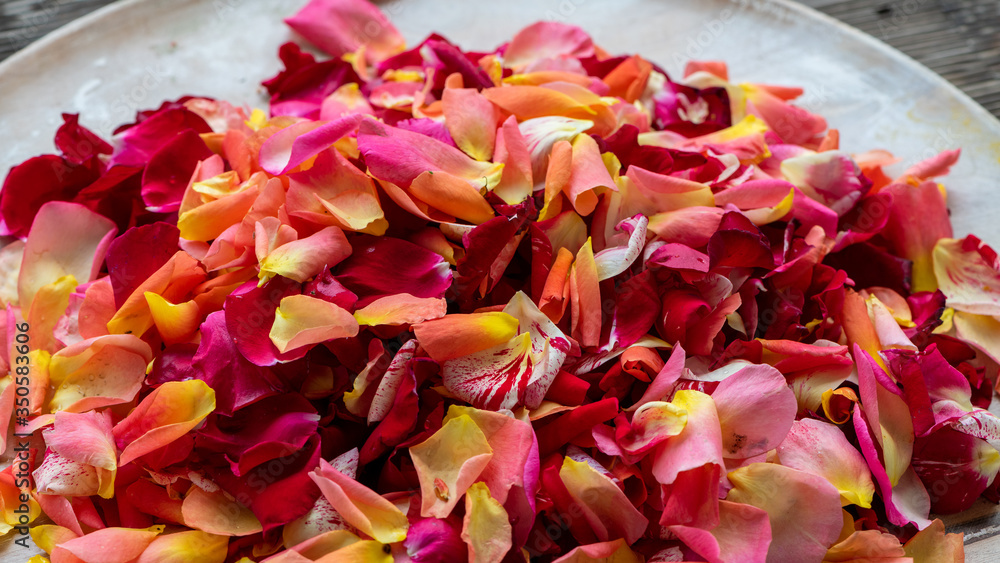 Teller voller roter, gelber, pinfarbener und orangener Rosenblütenblätter Teller voller roter, gelber, pinfarbener und orangener Rosenblütenblätter