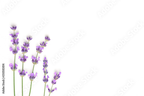 Lavender flowers isolated on white background. Flat lay  top view  copy space. Minimal concept. 