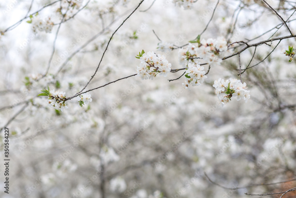 Blooming white flowers cherry orchard in spring. Blooming white flowers cherry orchard in spring.