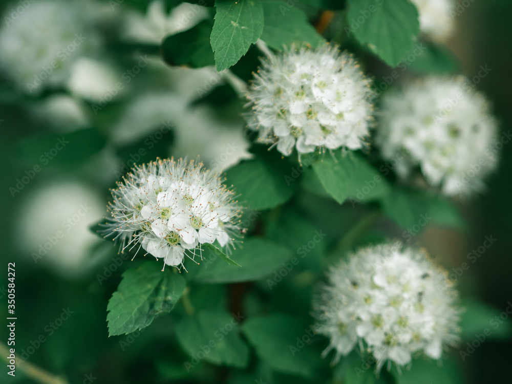 Spring photo of bushes with buds that began to bloom. Bushes in the park in spring. Plants in the spring. Spring photo of bushes with buds that began to bloom. Bushes in the park in spring. Plants in the spring.
