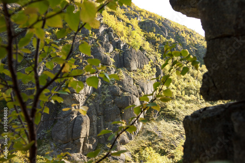 tree on the rocks