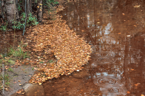 Fallen leaves in a puddle
