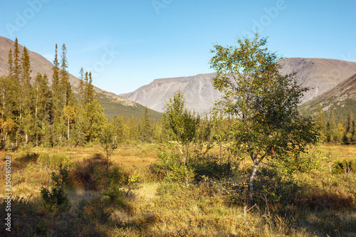 Birch in a meadow among the mountains