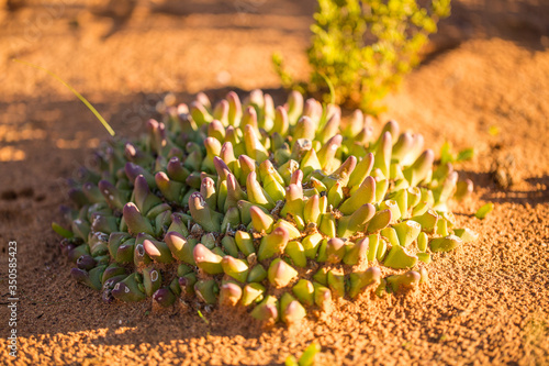 Close up macro view of flower of the succulent vegetation of the Karoo just outside Touwsrivier in the western cape of south africa photo