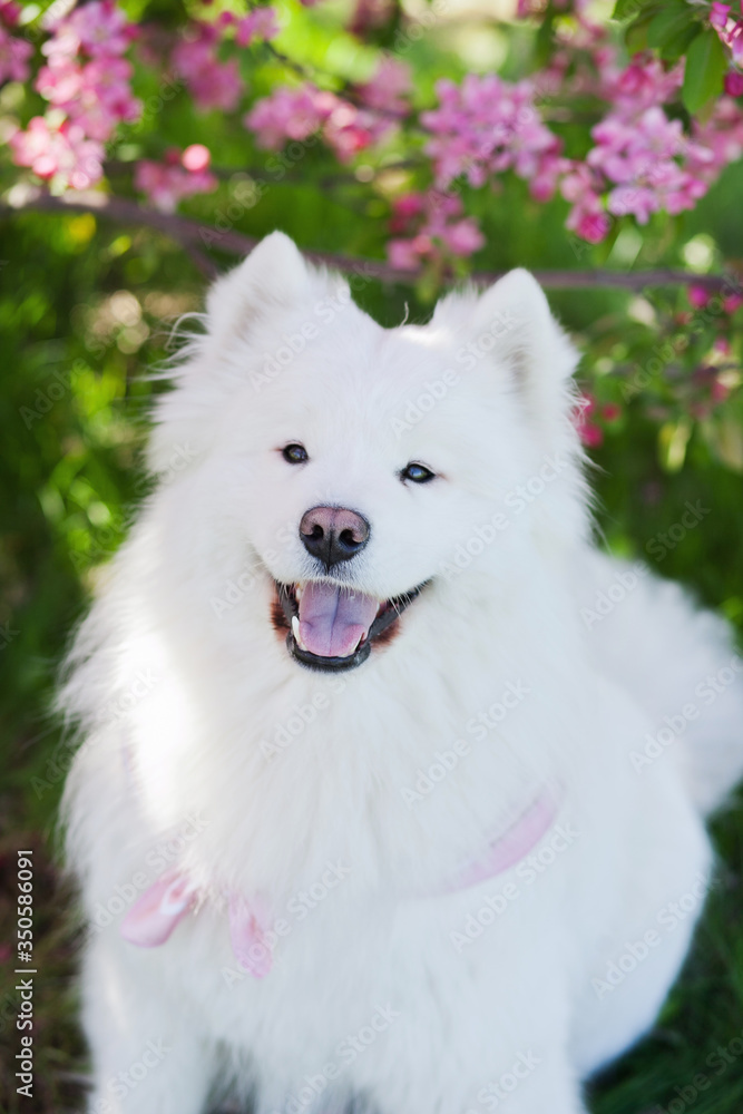 close up portrait of white samoyed dog looking to the camera and smiling