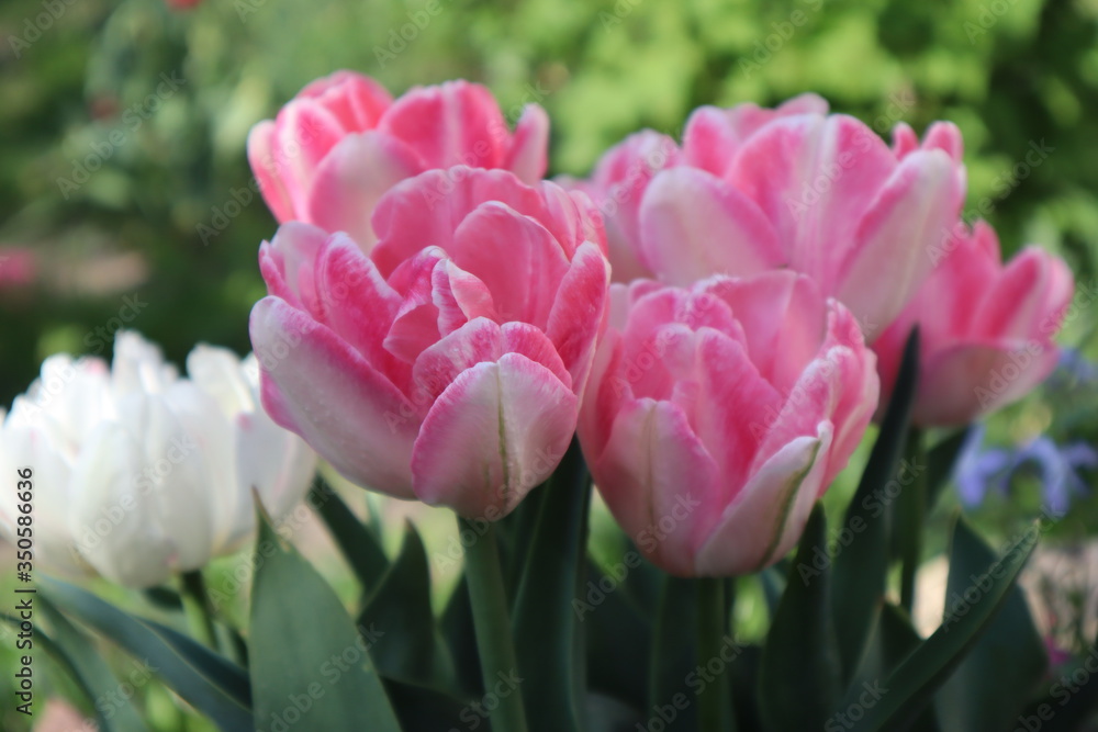 Terry pink and white tulips in the garden