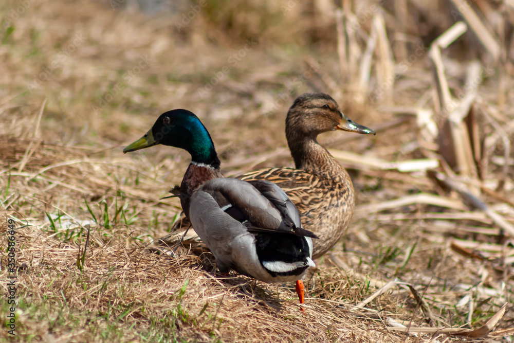 A close-up shot of the male and female wild duck rest on the shore of the lake. Selective focus. Blured background