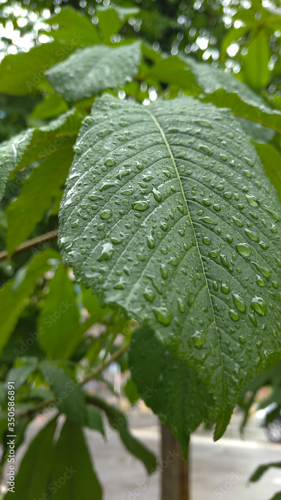 rain drops on leaf rain drops on leaf