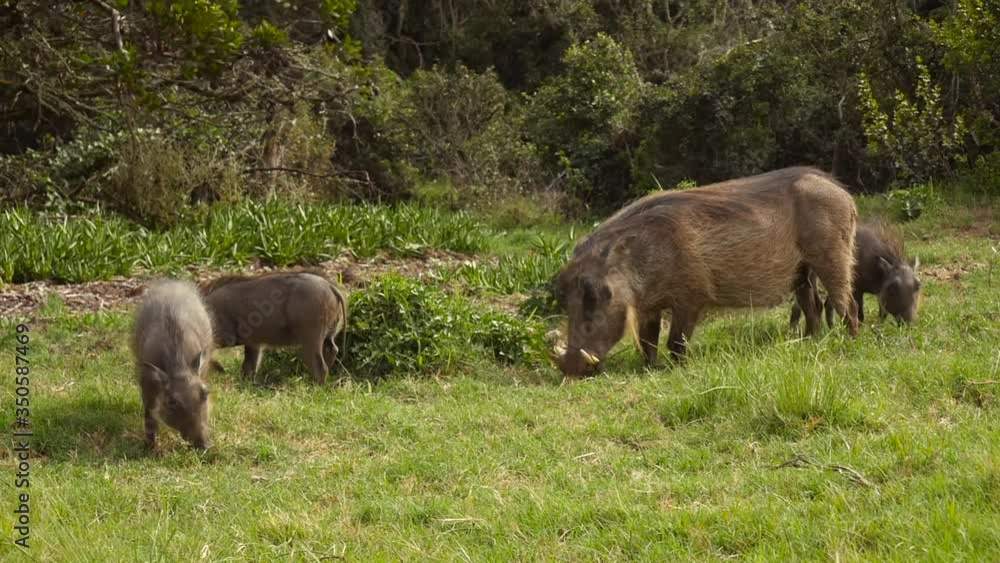 A family of warthogs including a mother and her babies grazing on the grasslands of South Africa. A family of warthogs including a mother and her babies grazing on the grasslands of South Africa.