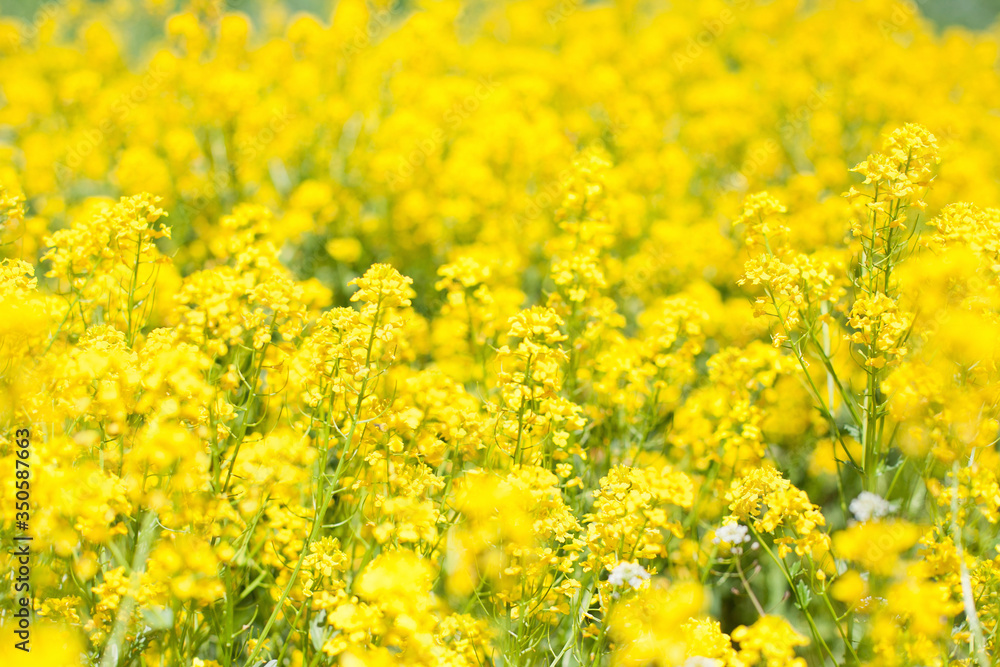 field of yellow flowers