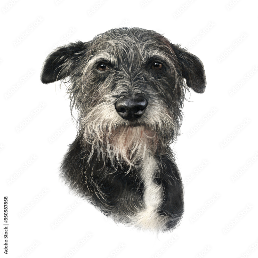 Realistic Illustration of a miniature schnauzer dog. Cute puppy isolated on white background. Hand painted illustration. Animal collection: Dogs. Good for print T-shirt, card, pillow. Design template