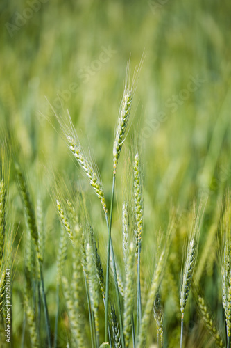Close up view of young green wheat in a wheat field on a farm in the Swartland region in the western cape of south africa