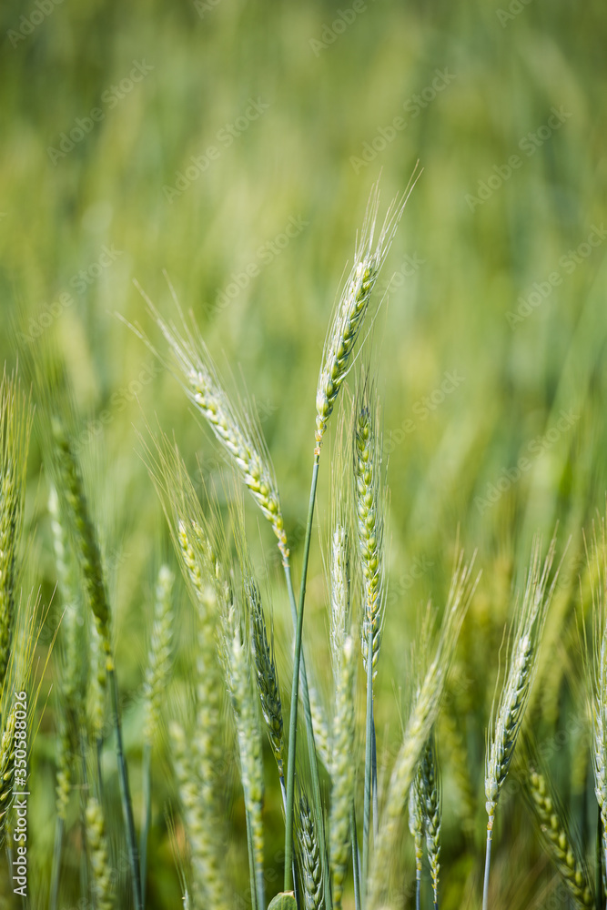 Close up view of young green wheat in a wheat field on a farm in the Swartland region in the western cape of south africa Close up view of young green wheat in a wheat field on a farm in the Swartland region in the western cape of south africa