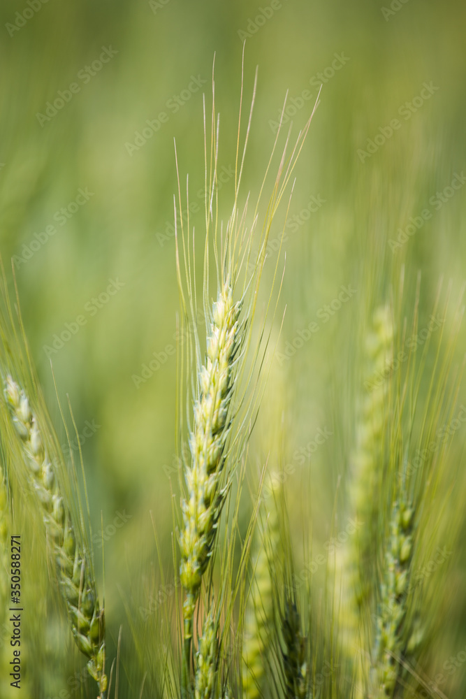 Close up view of young green wheat in a wheat field on a farm in the Swartland region in the western cape of south africa Close up view of young green wheat in a wheat field on a farm in the Swartland region in the western cape of south africa