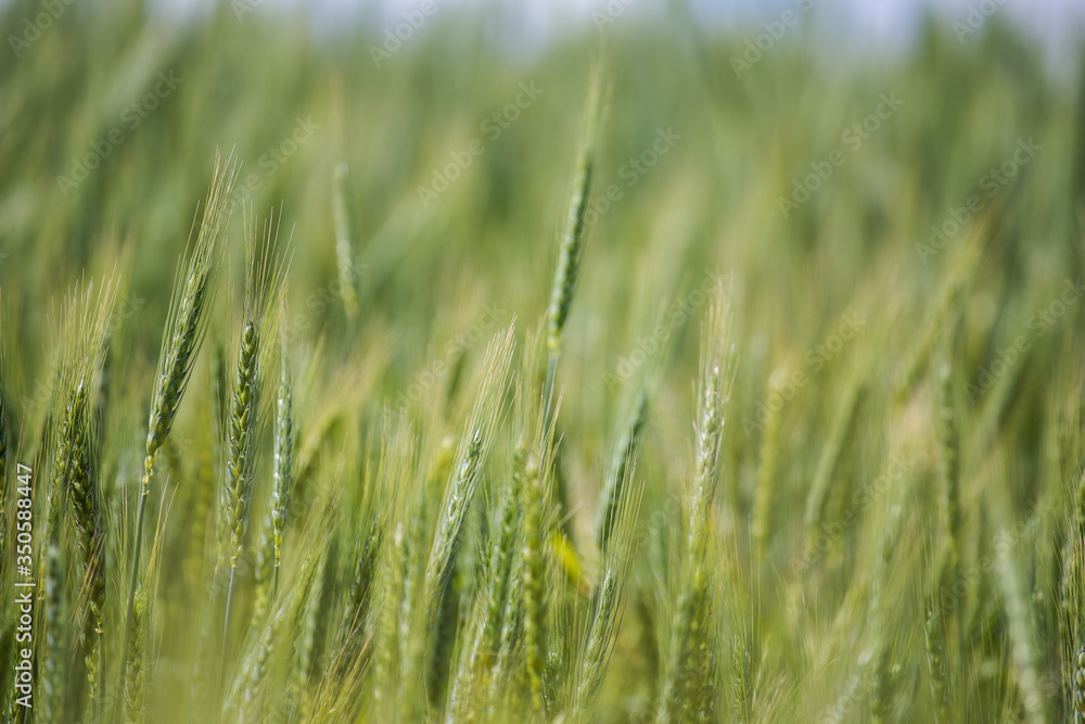 Close up view of young green wheat in a wheat field on a farm in the Swartland region in the western cape of south africa Close up view of young green wheat in a wheat field on a farm in the Swartland region in the western cape of south africa