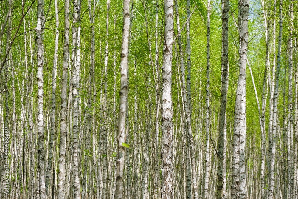 Dense birch forest in spring in Ukraine. Birch background. Copy space. Dense birch forest in spring in Ukraine. Birch background. Copy space.
