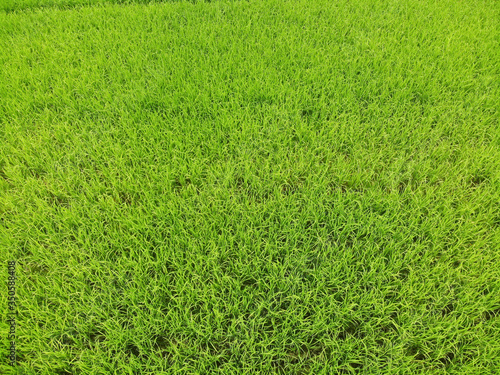 Top view rice green field, agriculture Asian farm growth beautiful texture at countryside background image by Drone