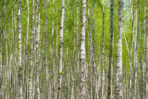 Dense birch forest in spring in Ukraine. Birch background. Copy space.