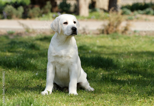 the sweet yellow labrador in the park