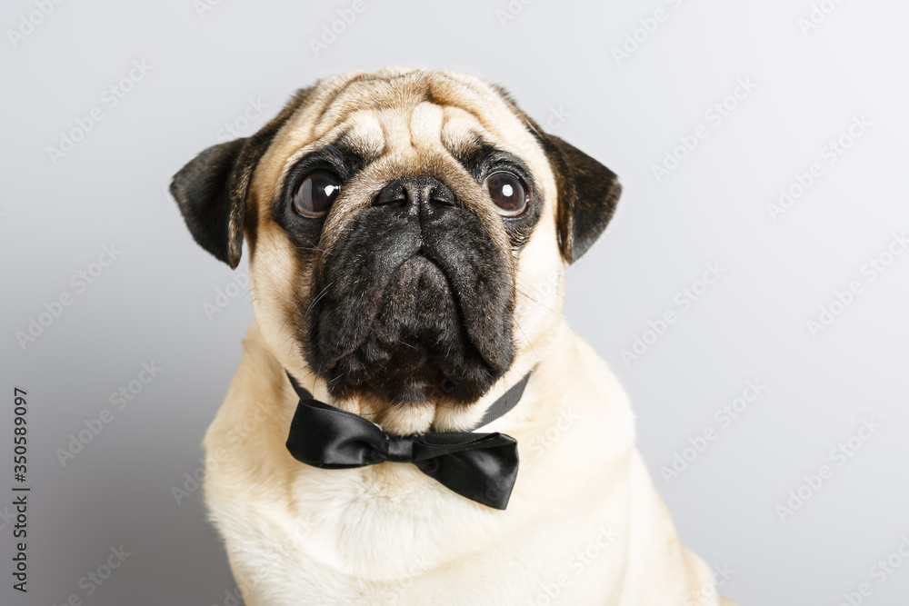 purebred beige pug dog in a black bow tie on a gray background