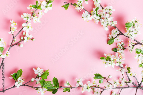 Frame of spring cherry tree branches with white flowers on a pink background. Copy space for text